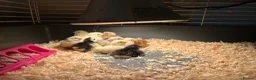 Chickens poultry for sale: Peking bantam chicks for sale - Advert 2