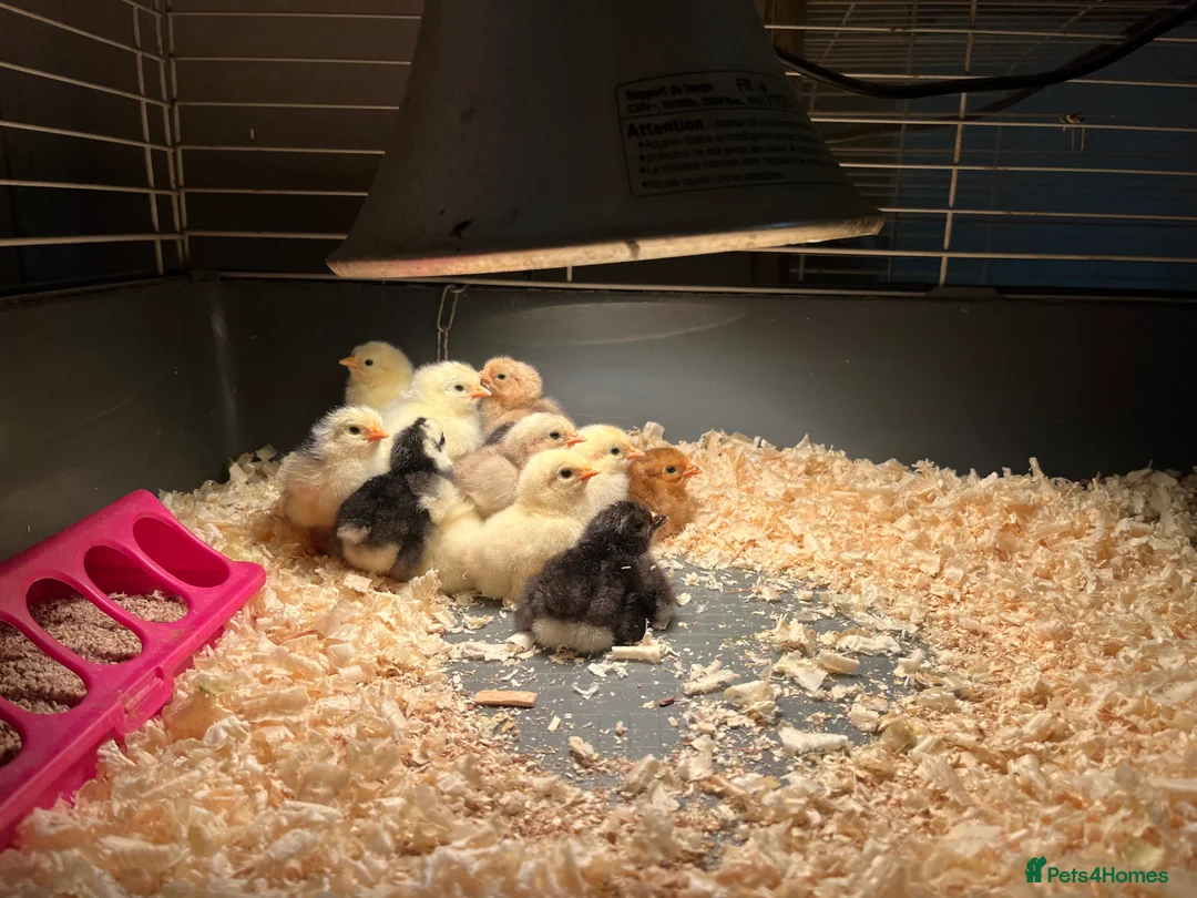 Chickens poultry for sale: Peking bantam chicks for sale - Advert 2