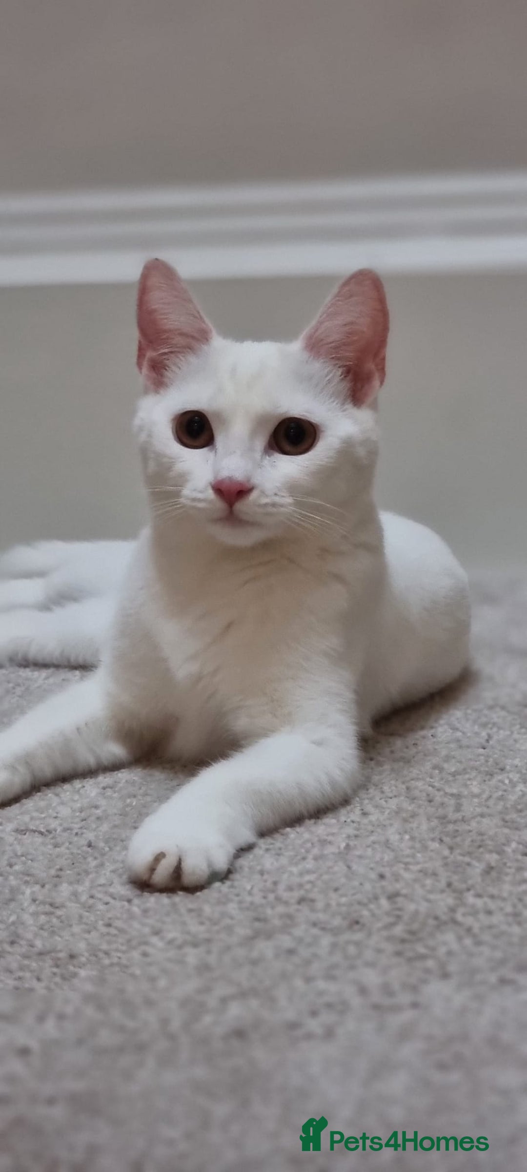 Turkish Angora cats for sale: Luxurious Turkish Agora mother cat for sale - Advert 2