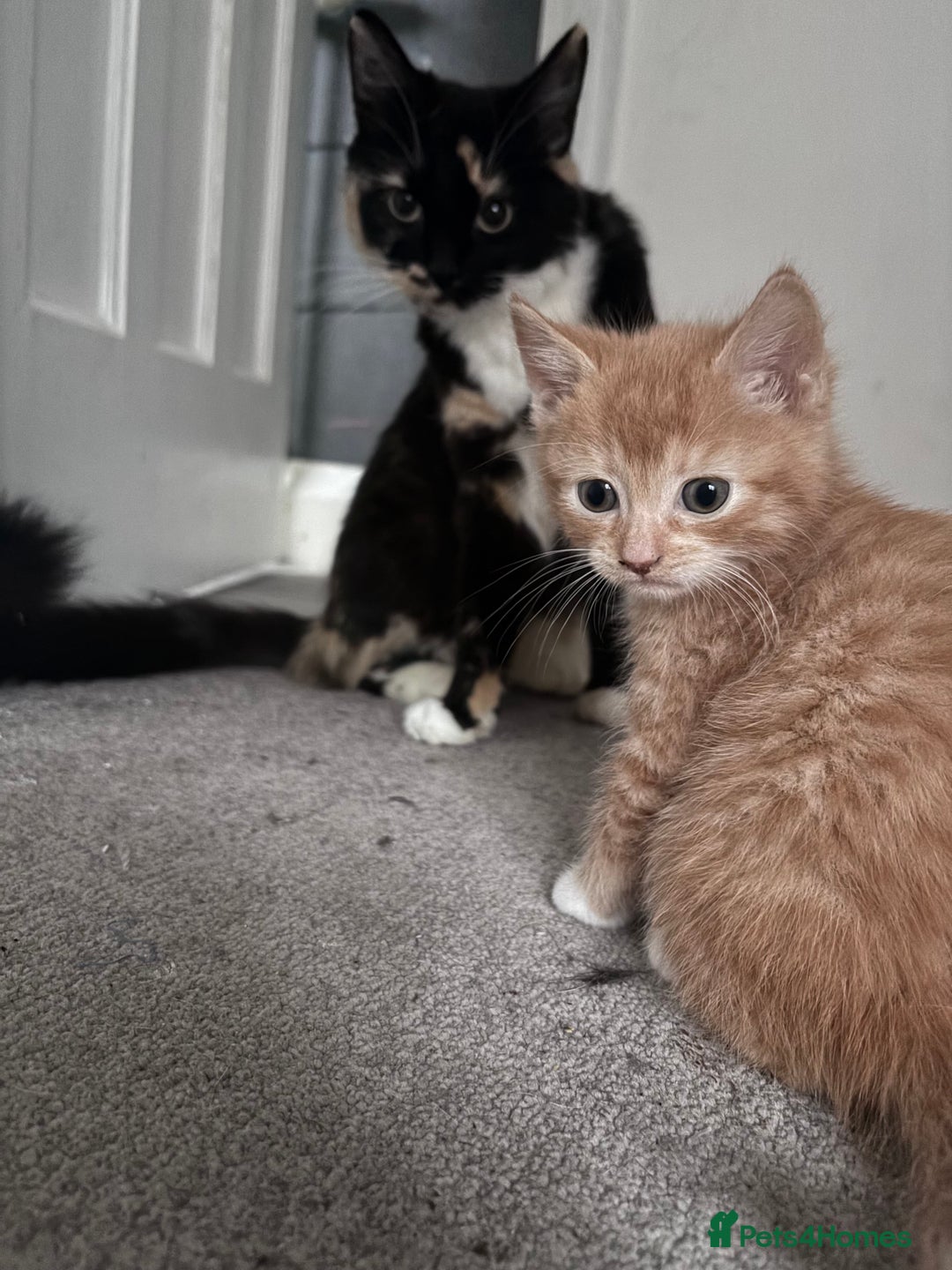 Mixed Breed cats for sale: Stunning Ginger Kittens Cuddly Boy & Playful Girl - Advert 1