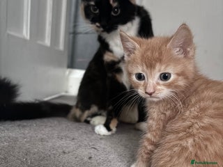 Mixed Breed cats Stunning Ginger Kittens Cuddly Boy & Playful Girl - Advert 3