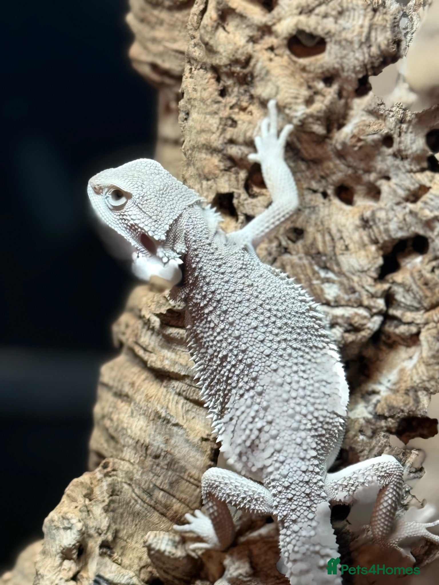 Bearded Dragon reptiles ZERO BEARDED DRAGON - Advert 2