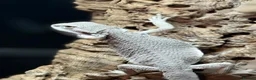 Bearded Dragon reptiles for sale: ZERO BEARDED DRAGON - Advert 1