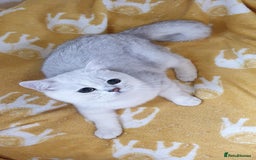 British Shorthair cats for sale: Lapcat GCCF Silver British Shorthair Kitten. in Lancaster - Image 7