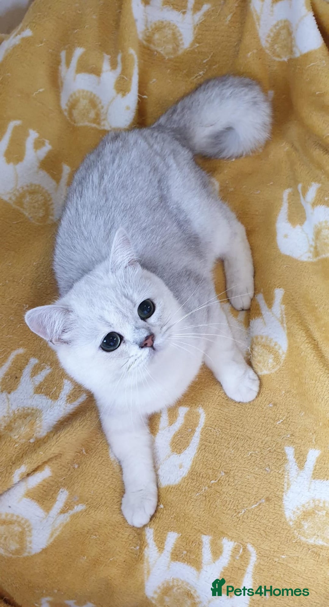 British Shorthair cats for sale: Lapcat GCCF Silver British Shorthair Kitten. in Lancaster - Image 7