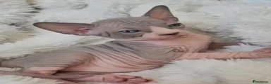 Sphynx Kitten 1