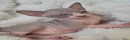 Sphynx cats for sale: Beautiful kittens  - Advert 5