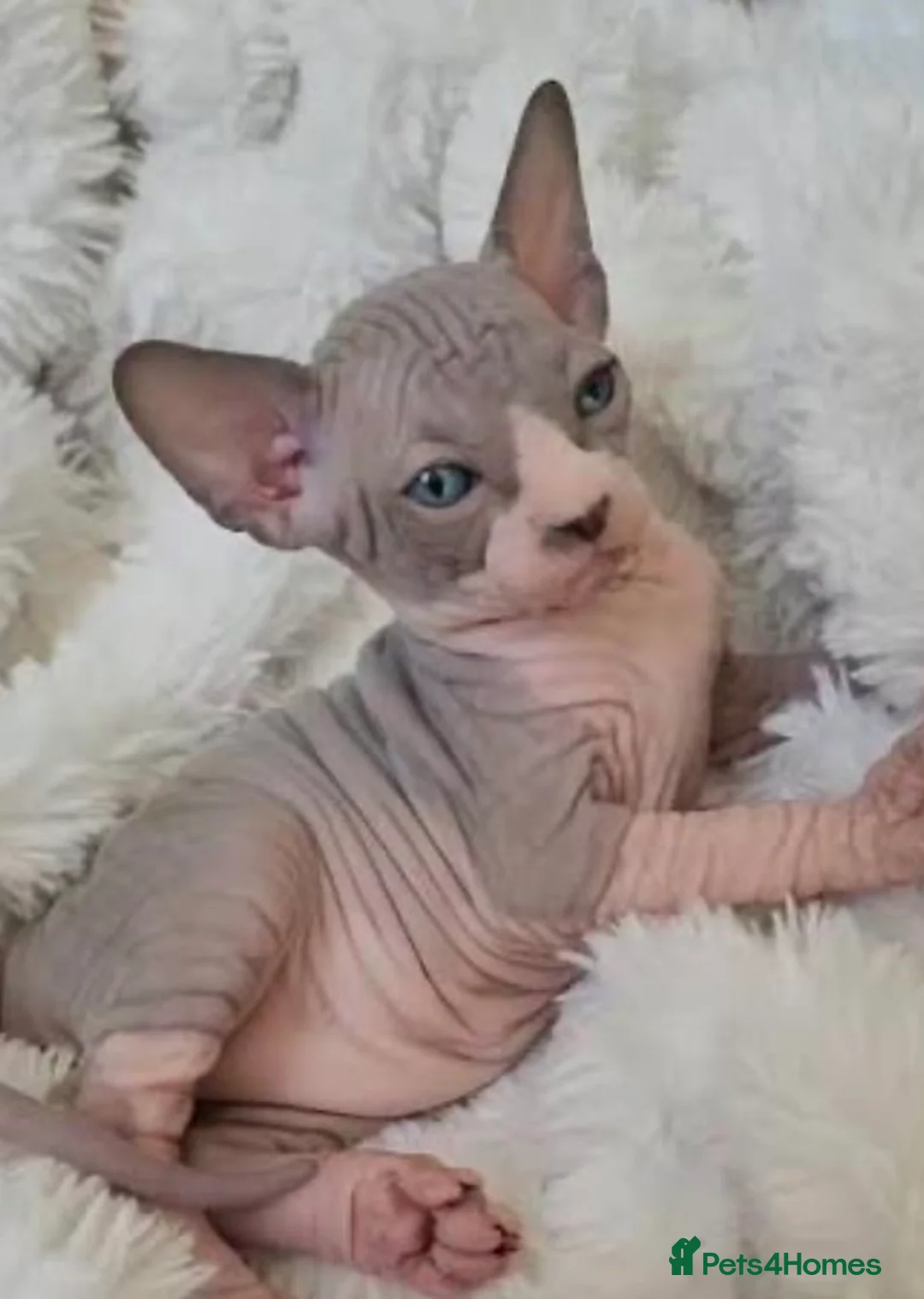 Sphynx cats for sale: Beautiful kittens  - Advert 5