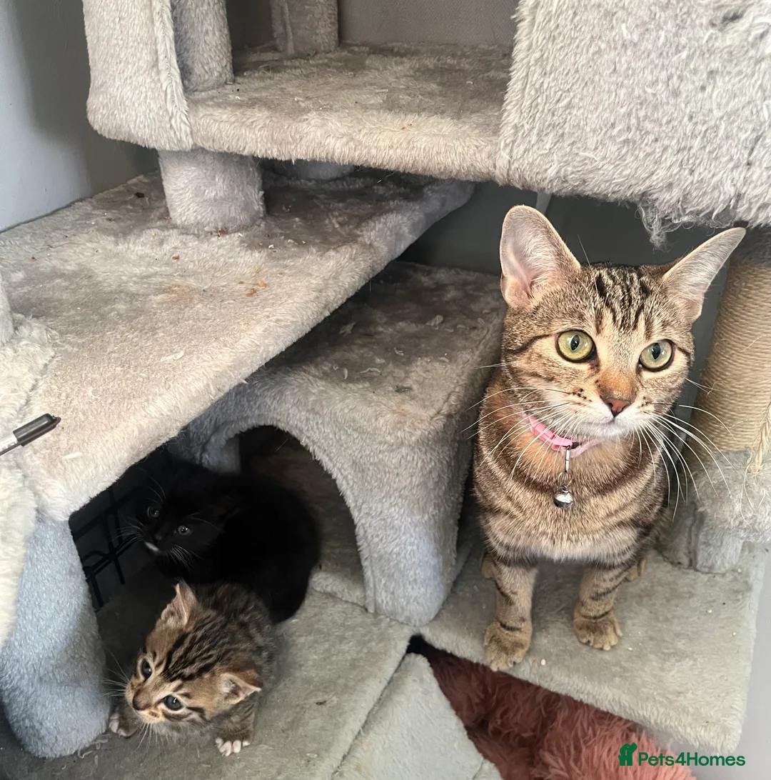Mixed Breed cats for sale: Gorgeous kittens  in Leeds - Advert 2