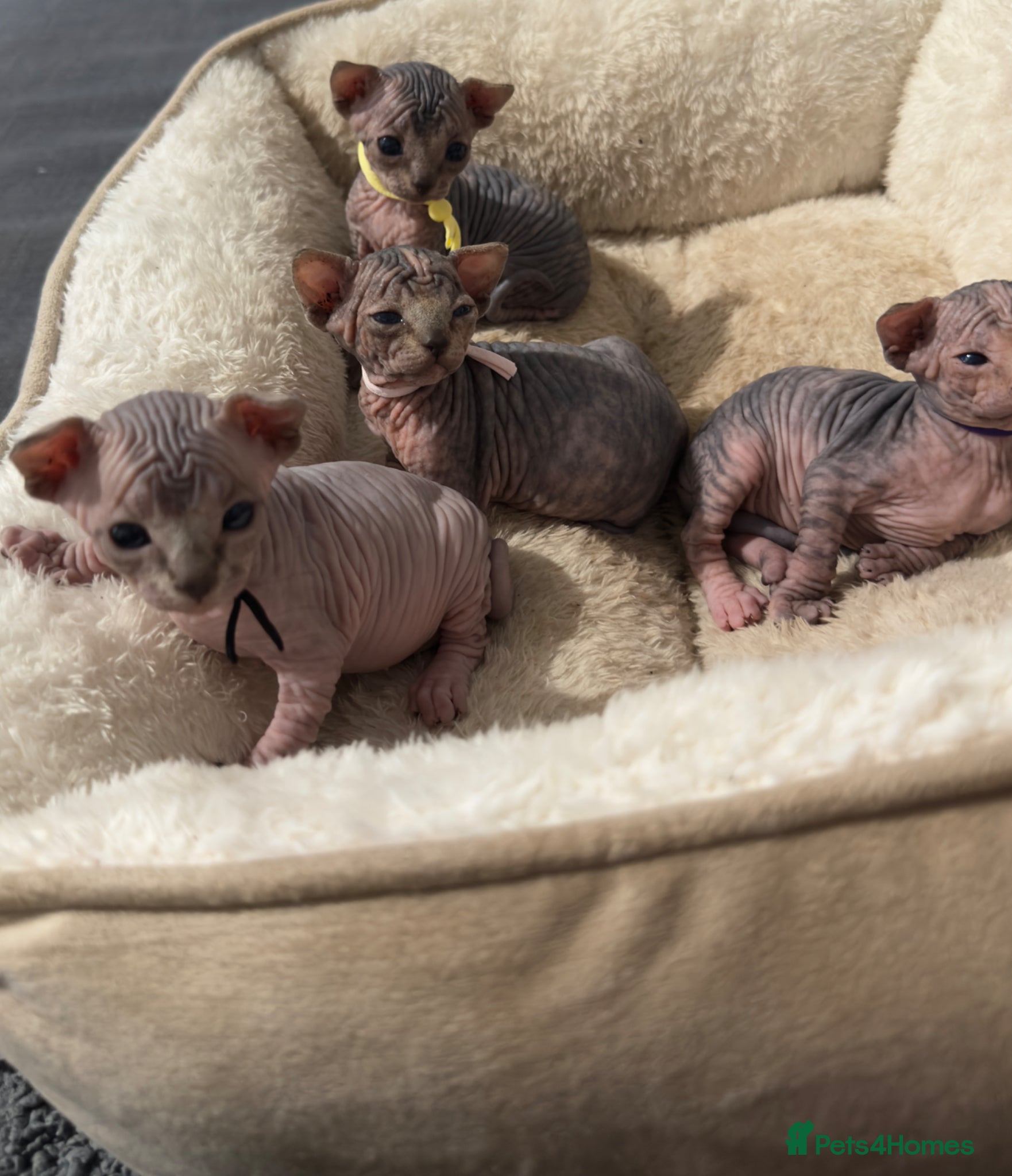 Sphynx cats Adorable Canadian Sphynx Kittens - Advert 10