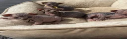 Sphynx cats for sale: Adorable Canadian Sphynx Kittens - Advert 11