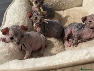 Sphynx cats Adorable Canadian Sphynx Kittens - Advert 10
