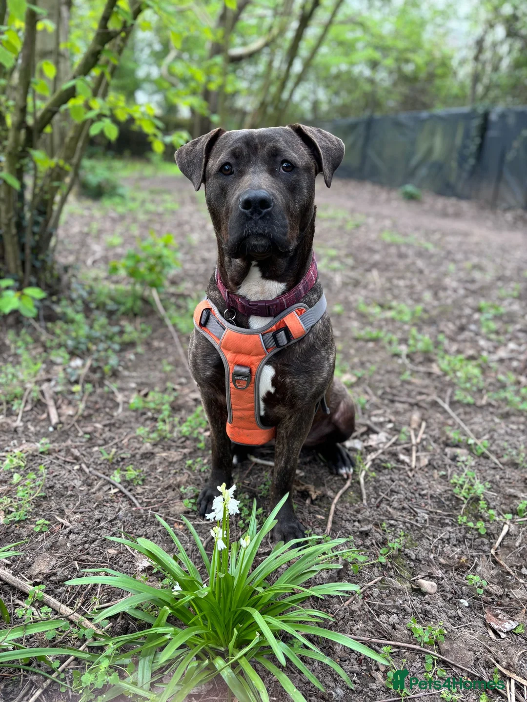 Mixed Breed dogs for adoption: Peaches - Advert 1