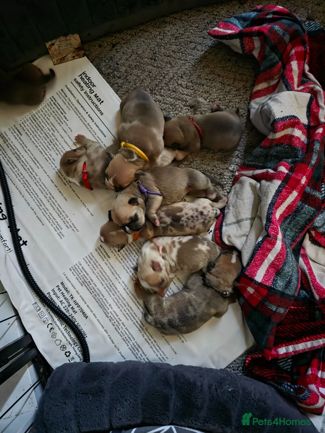 Mixed Breed dogs for sale: Puppies for sale  - Advert 2