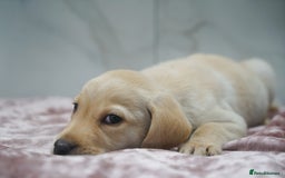 Labrador Retriever dogs for sale: Exceptional Health Tested KC Labrador Puppies - Image 6