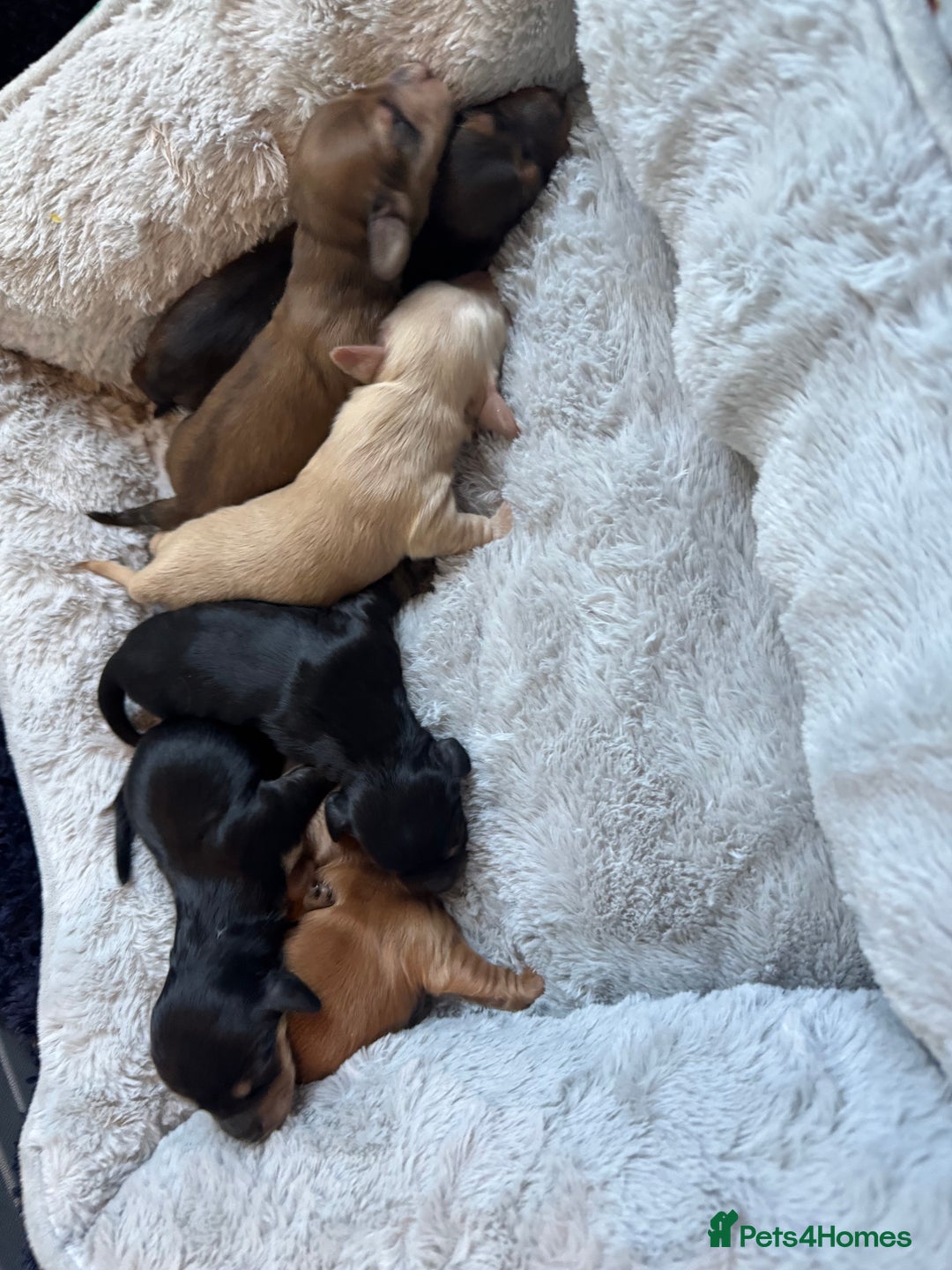 Miniature Dachshund dogs for sale: BEAUTIFUL KC LONG HAIR PUPPYS AVAILABLE TO RESERVE - Advert 12