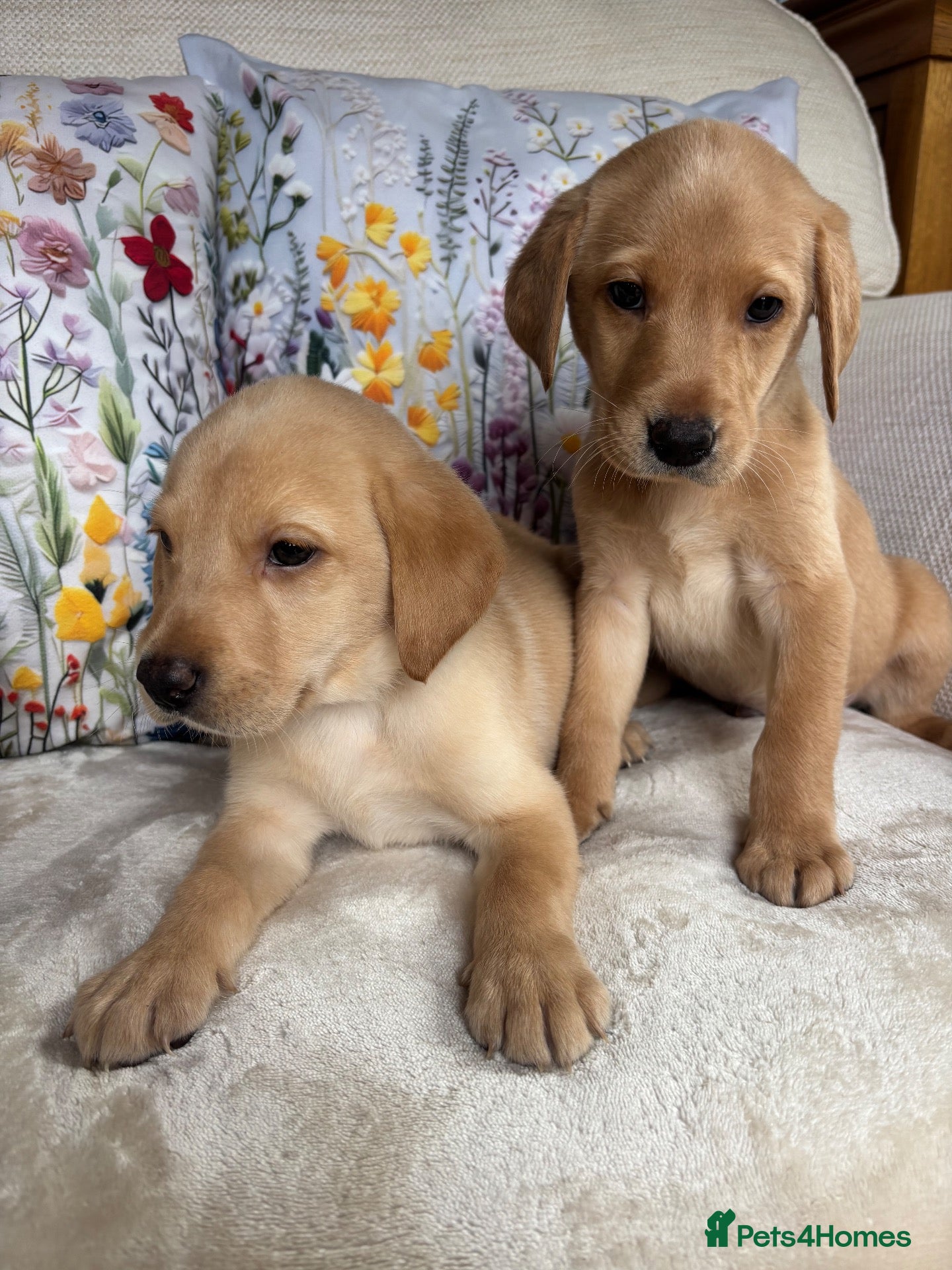 Labrador Retriever dogs DNA tested KC reg Labrador puppies - Advert 2