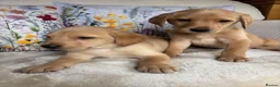 Labrador Retriever dogs for sale: DNA tested KC reg Labrador puppies - Advert 2