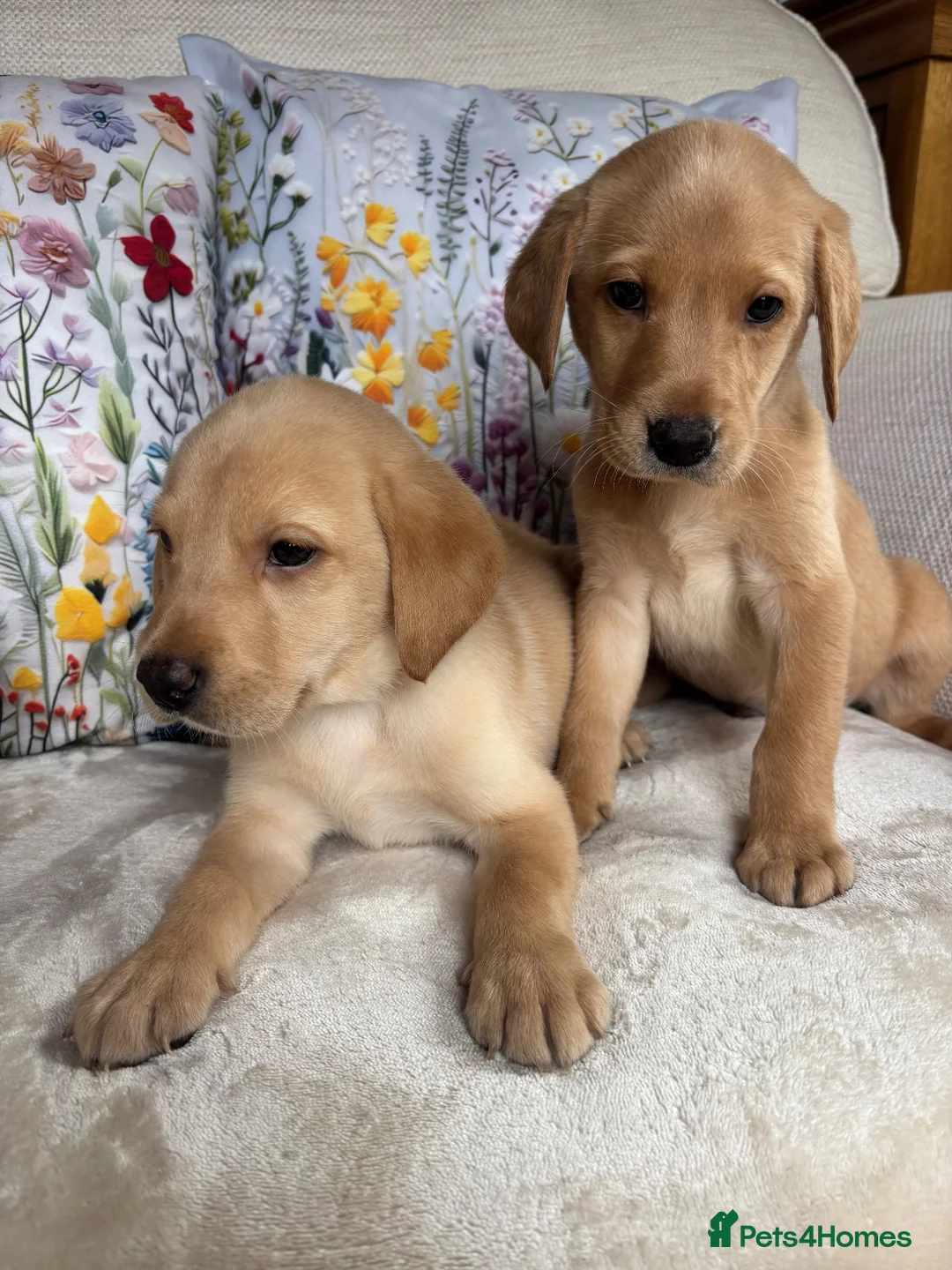 Labrador Retriever dogs for sale: DNA tested KC reg Labrador puppies - Advert 2