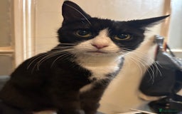 Mixed Breed cats for sale: 3 beautiful kittens for sale - Image 9