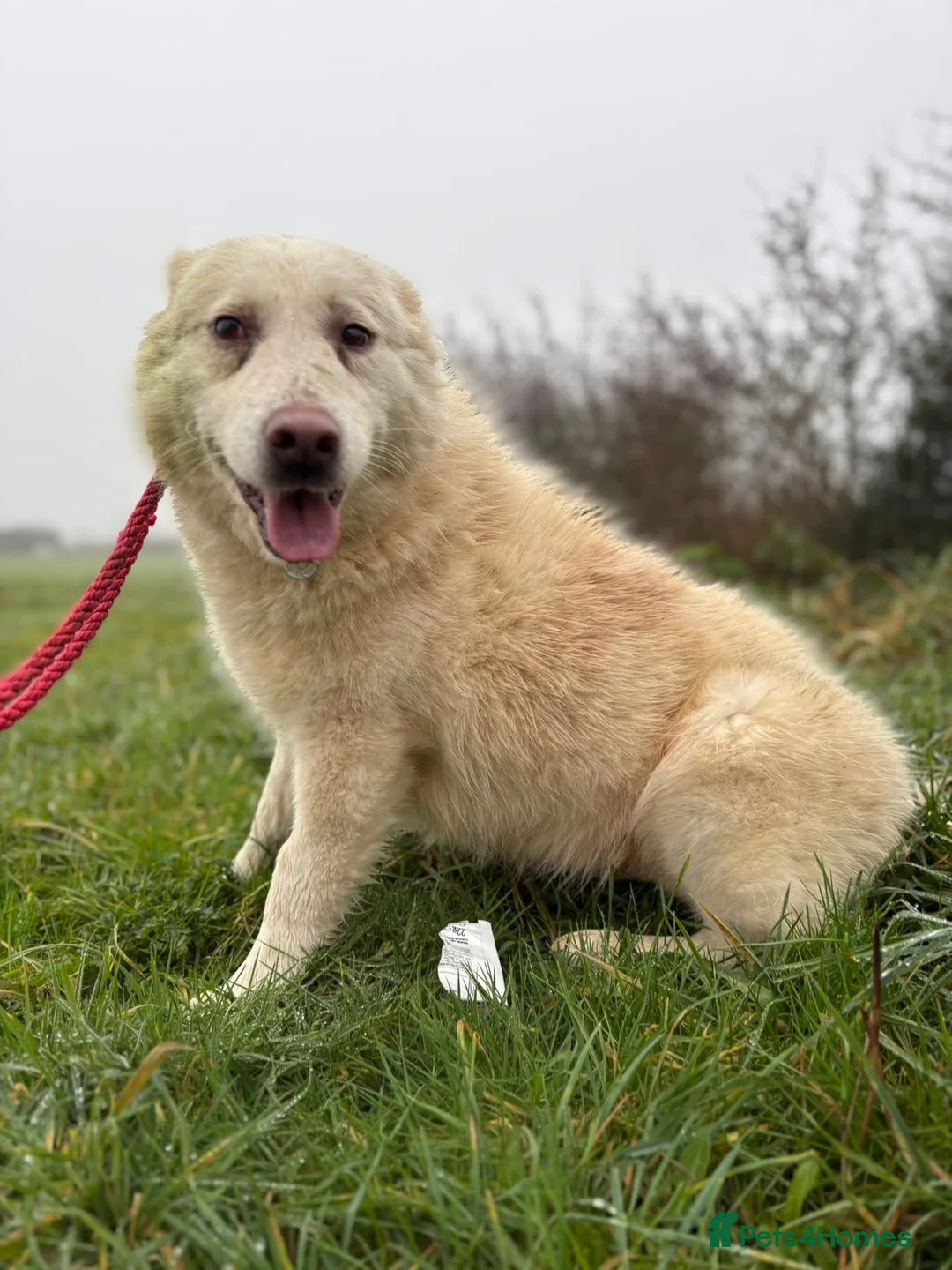 Mixed Breed dogs for adoption: Granny - Norwich Norwich  - Advert 7