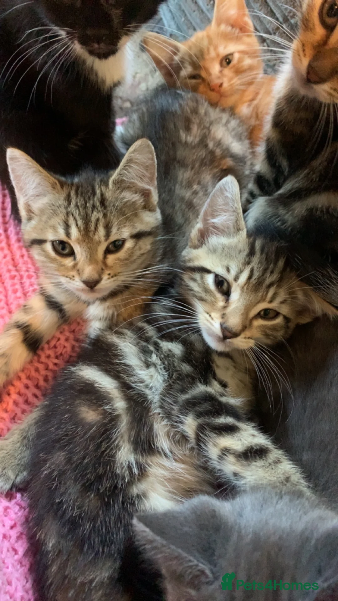 Mixed Breed cats for sale: Male an female mixed breed cats in Langport - Advert 2