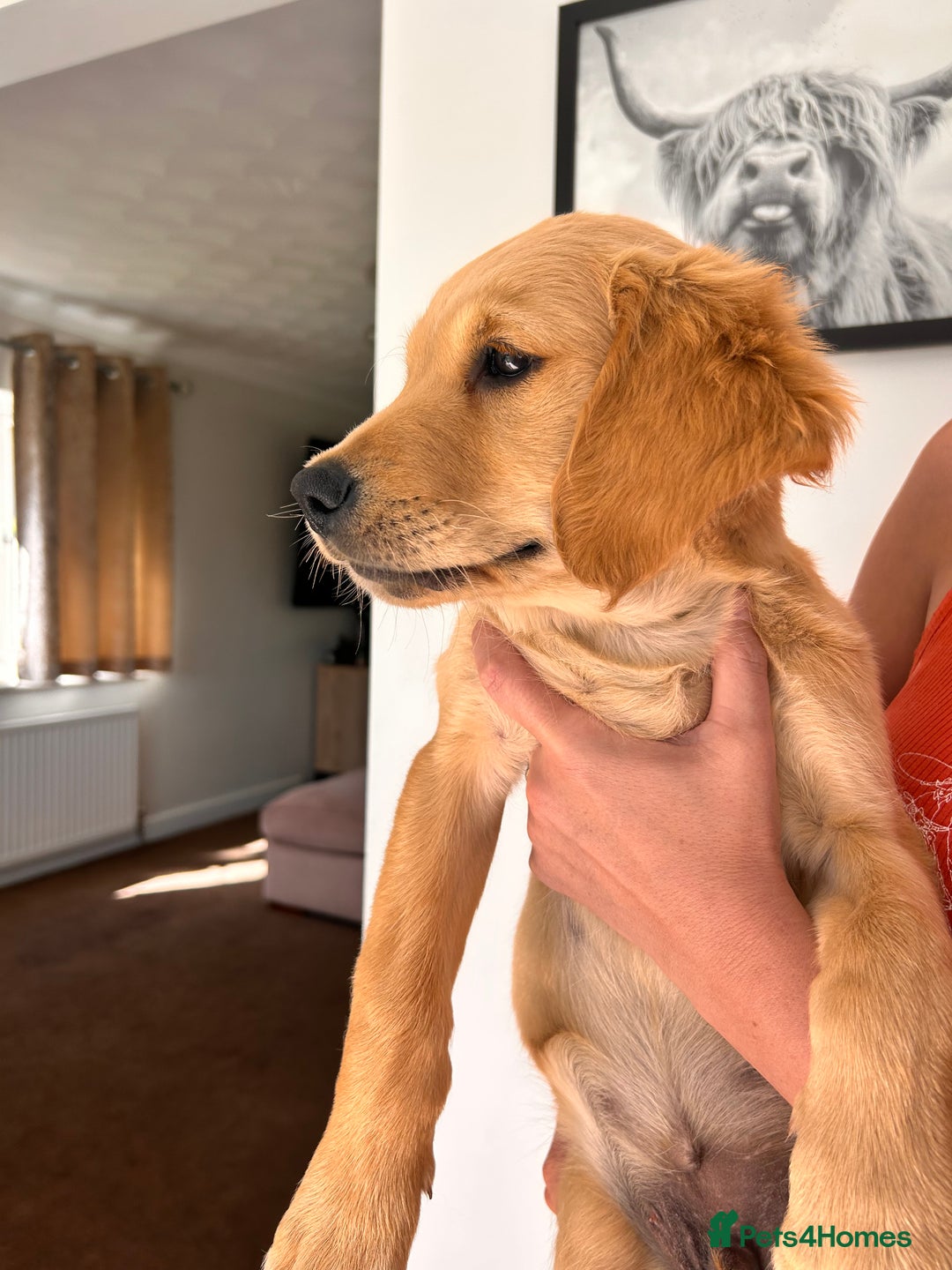 Golden Retriever dogs for sale: Golden Retriever Puppies  - Image 10