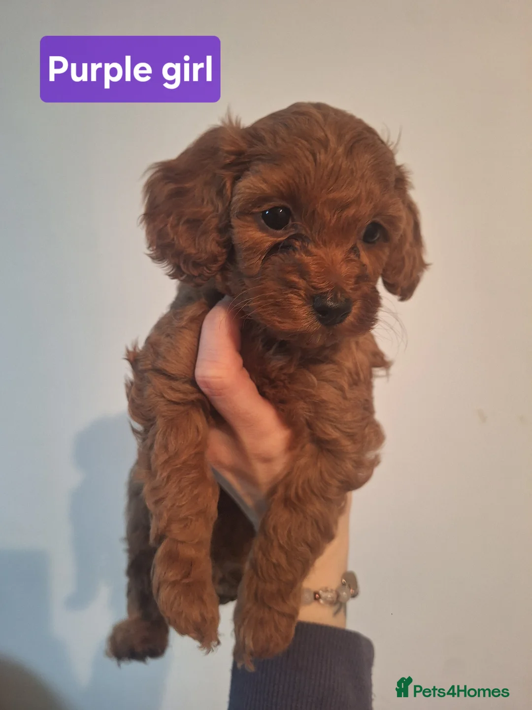 Cockapoo dogs for sale: Cockapoo puppies - Advert 10