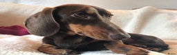 Miniature Dachshund dogs for stud: Proven, KC Reg, PRA clear, Miniature Dachshund  in Hinckley - Advert 6