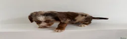 Cocker Spaniel dogs for sale: Cocker spaniel supplies for sale - Advert 5