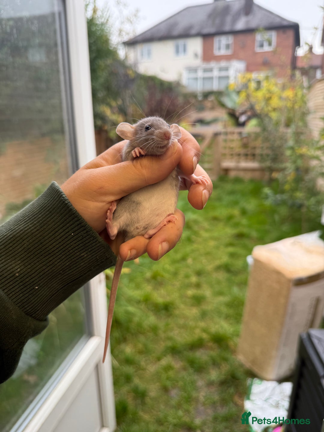 Rat rodents for sale: Dwarf Rats  - Image 8