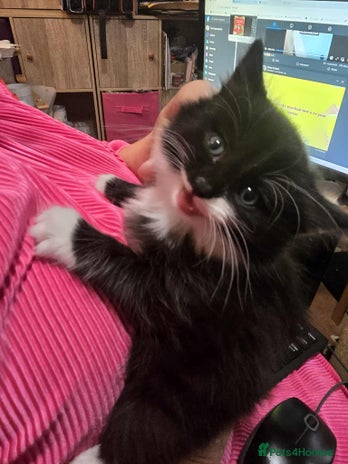 Maine Coon cats Maine Coon X kittens for - Advert 1