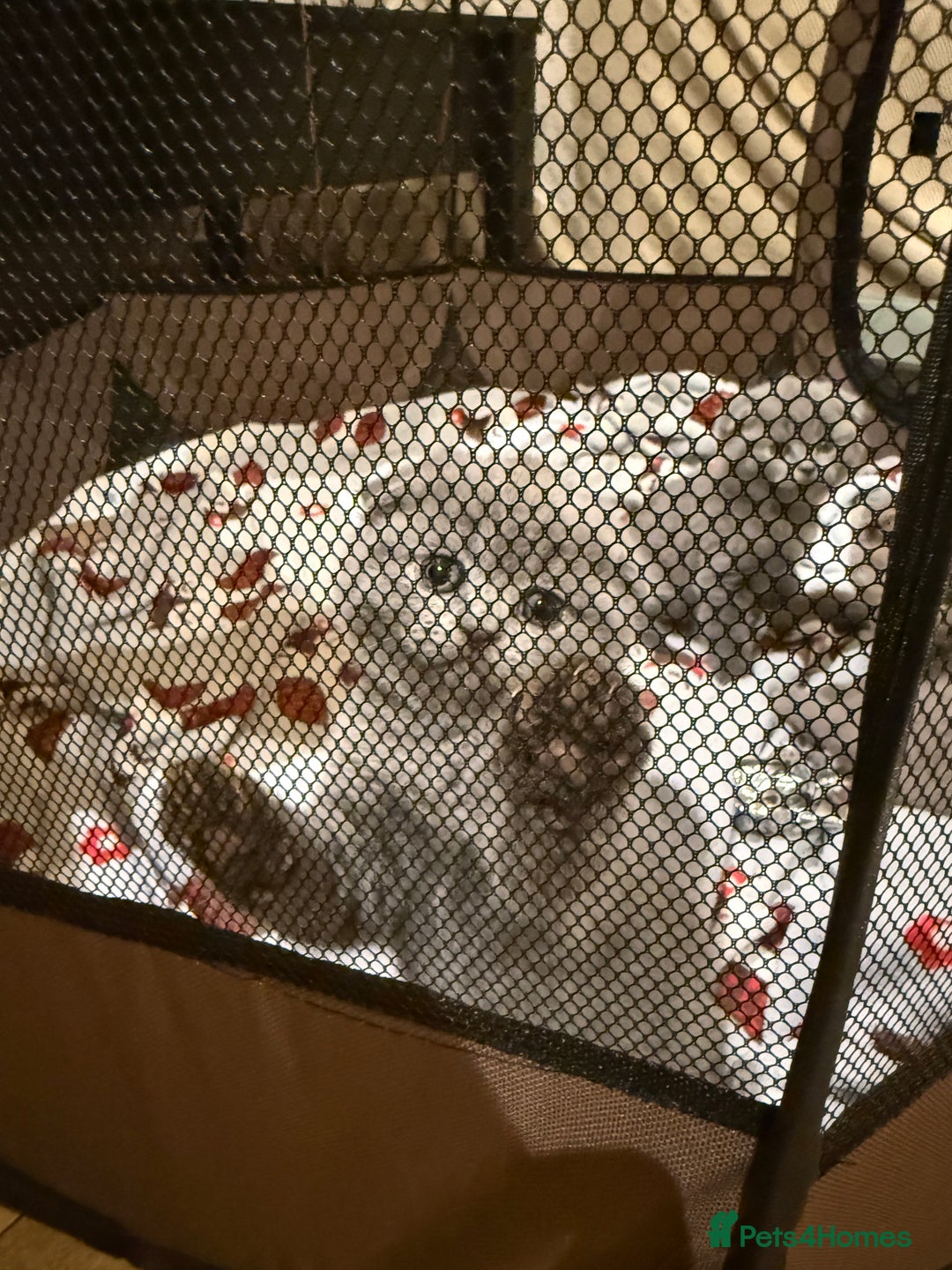 British Shorthair cats for sale: 4 beautiful British shorthair kittens - Advert 13