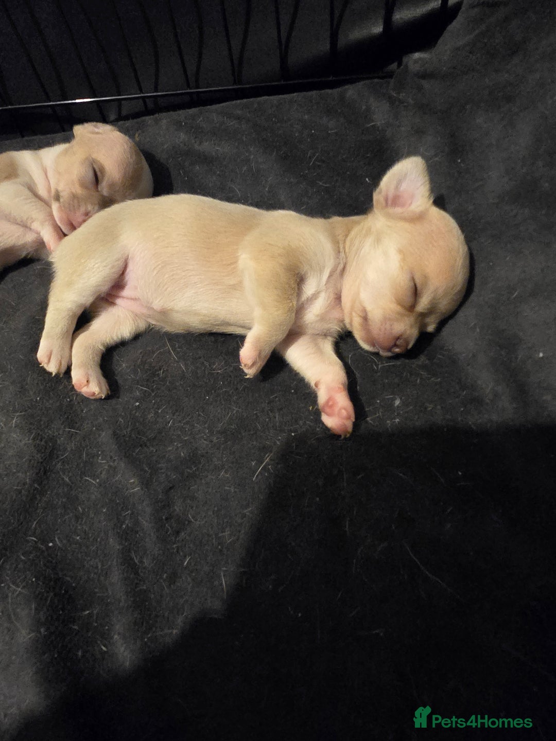 Chihuahua dogs for sale: Gorgeous Chihuahua Puppies Looking 4 Forever Homes - Image 33