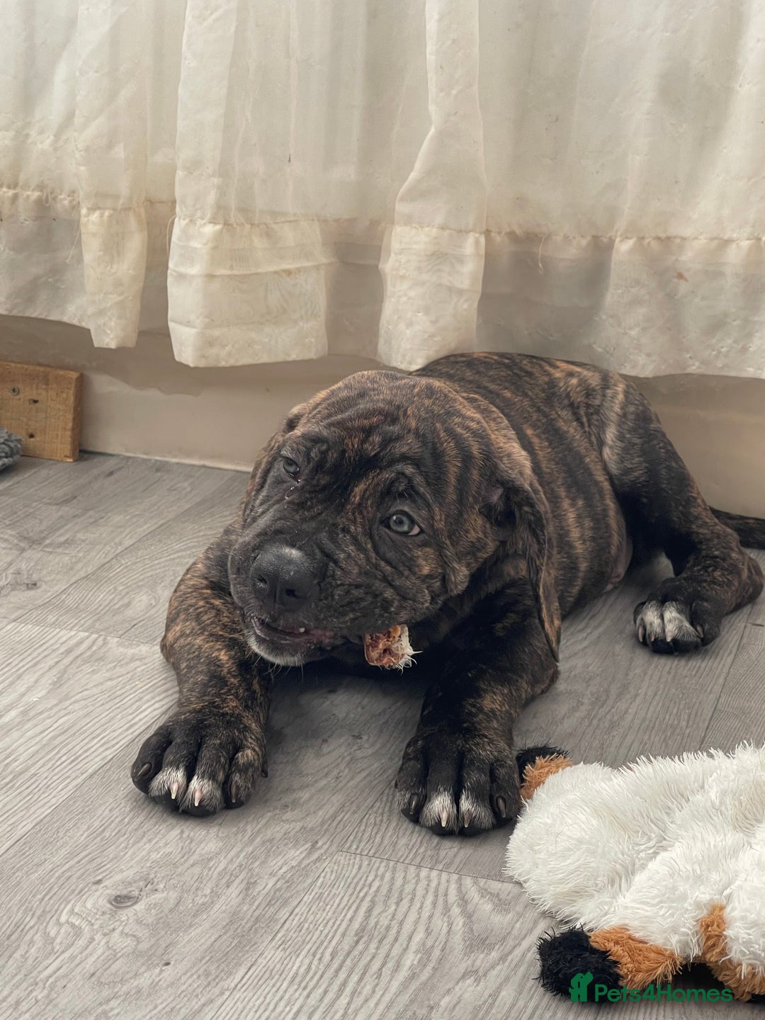 Cane Corso dogs for sale: Yuki X Aries Russian Champ Bloodline Puppies - Advert 20