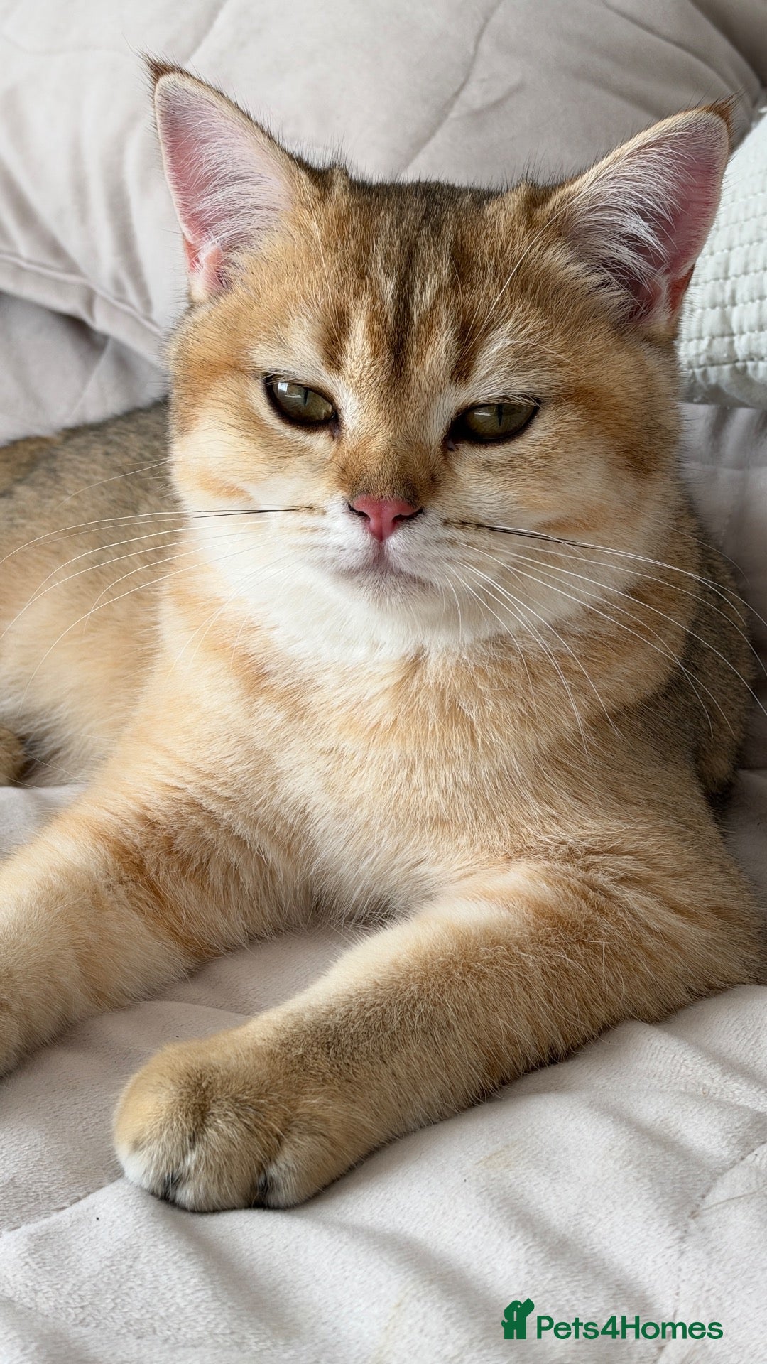 British Shorthair cats GCCF BSH READY FOR NEW HOME GOLD AND BLUE KITTENS - Advert 14