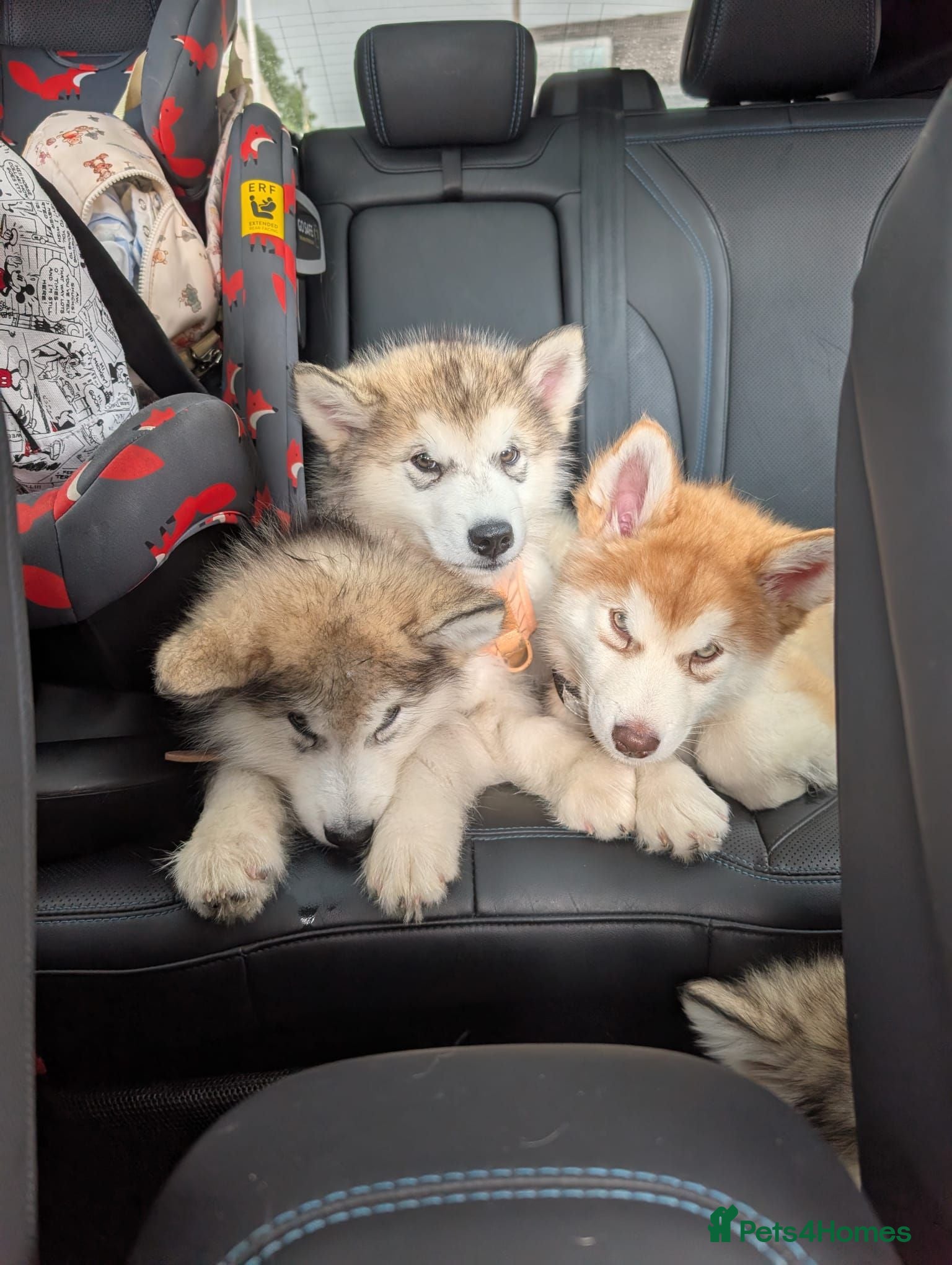 Alaskan Malamute dogs KC Registered Alaskan Malamute pups - Advert 1