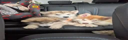 Alaskan Malamute dogs for sale: KC Registered Alaskan Malamute pups - Advert 4