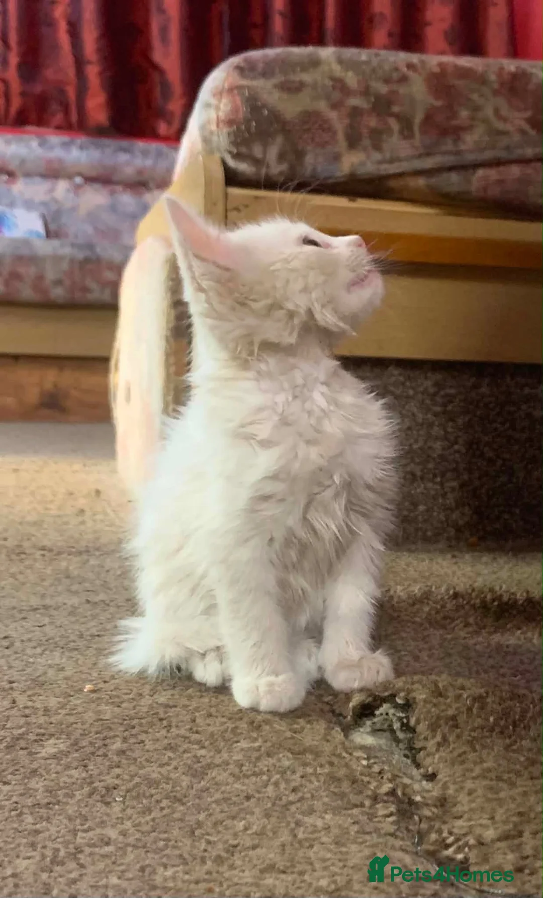 Mixed Breed cats for sale: Four adorable, cuddly kittens - Advert 2