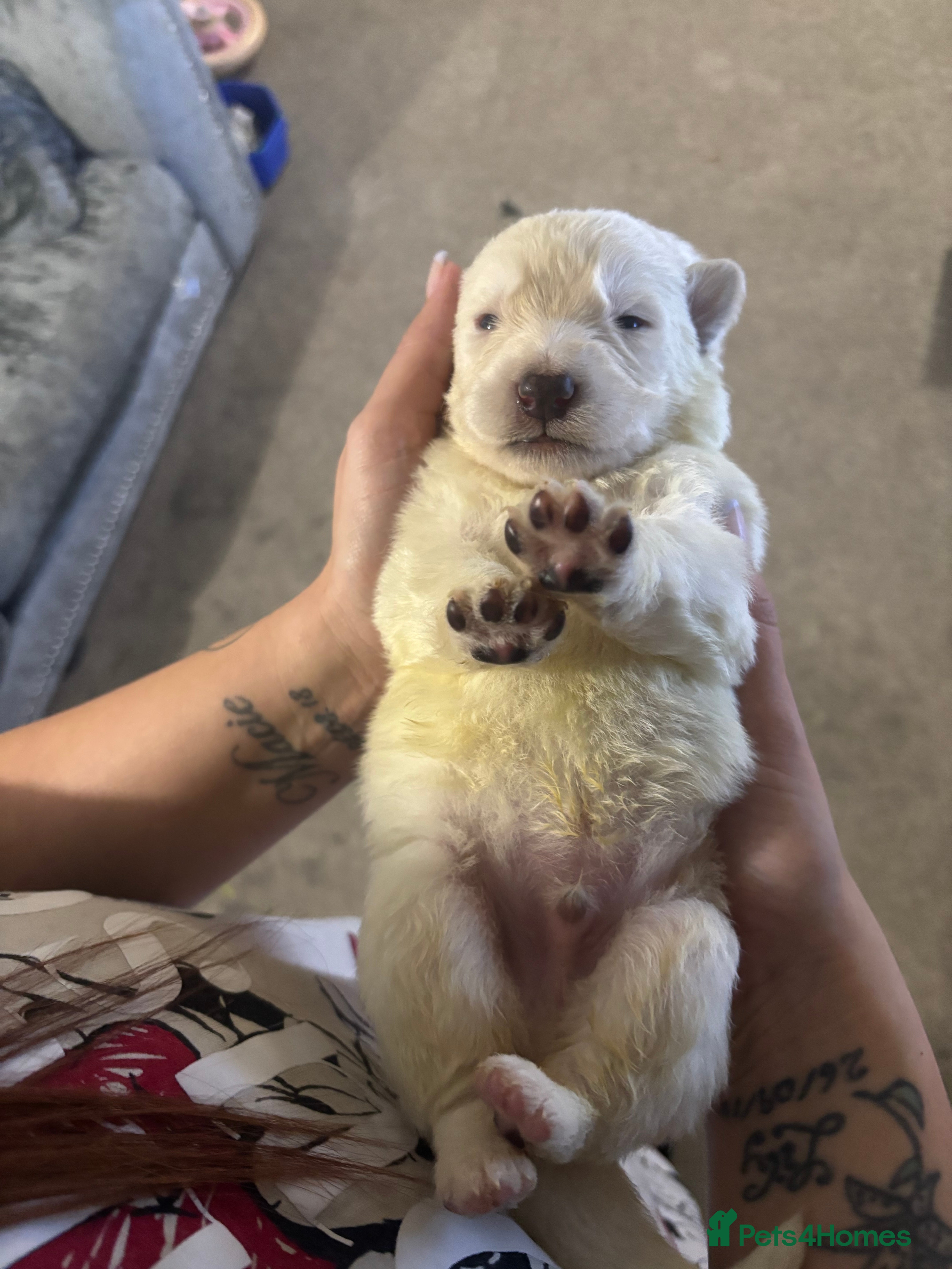 German Shepherd dogs German shepherd puppies  - Advert 10