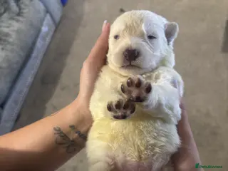 German Shepherd dogs German shepherd puppies - Advert 10