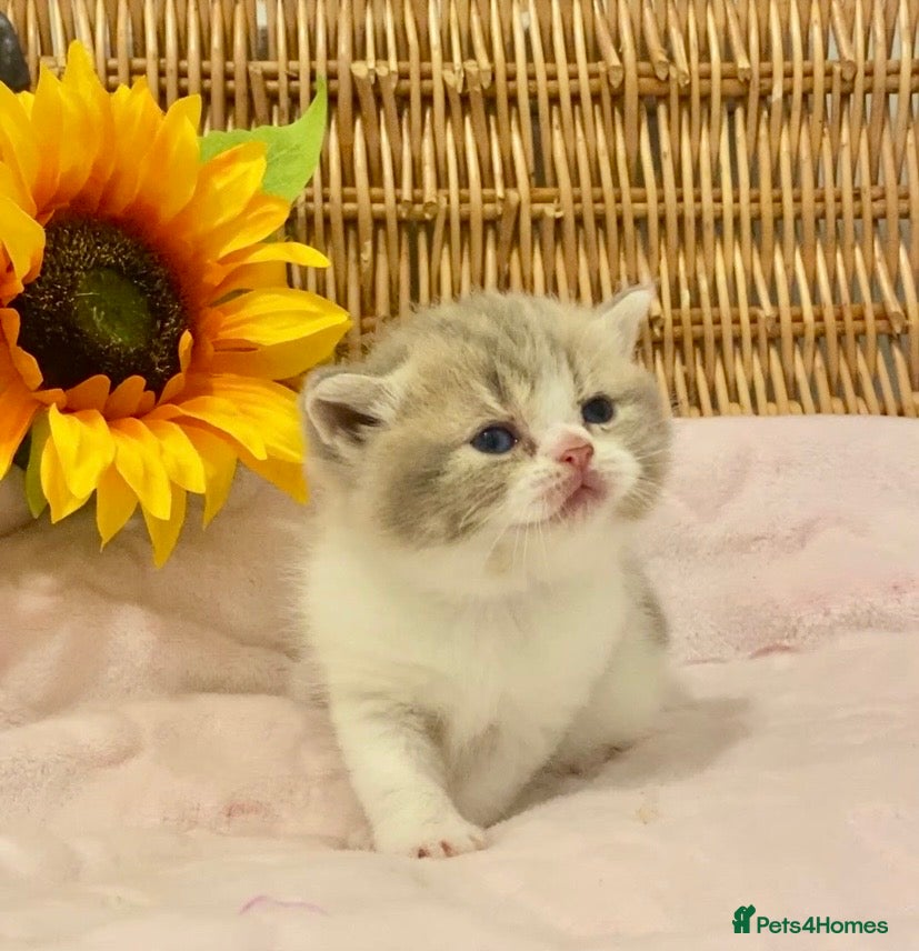 Scottish Fold cats 🧸EXTREMELY RARE TICA FAWN SCOTTISH/BSH 😻🧸 - Advert 3