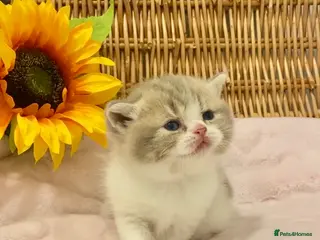 Scottish Fold cats 🧸EXTREMELY RARE TICA FAWN SCOTTISH/BSH 😻🧸 - Advert 3