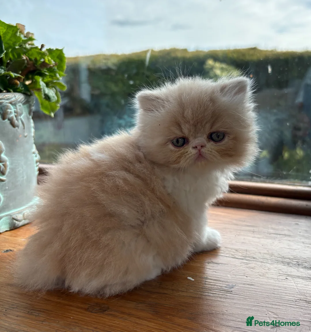 Exotic cats for sale: 4 Exotic Kittens  - Advert 2