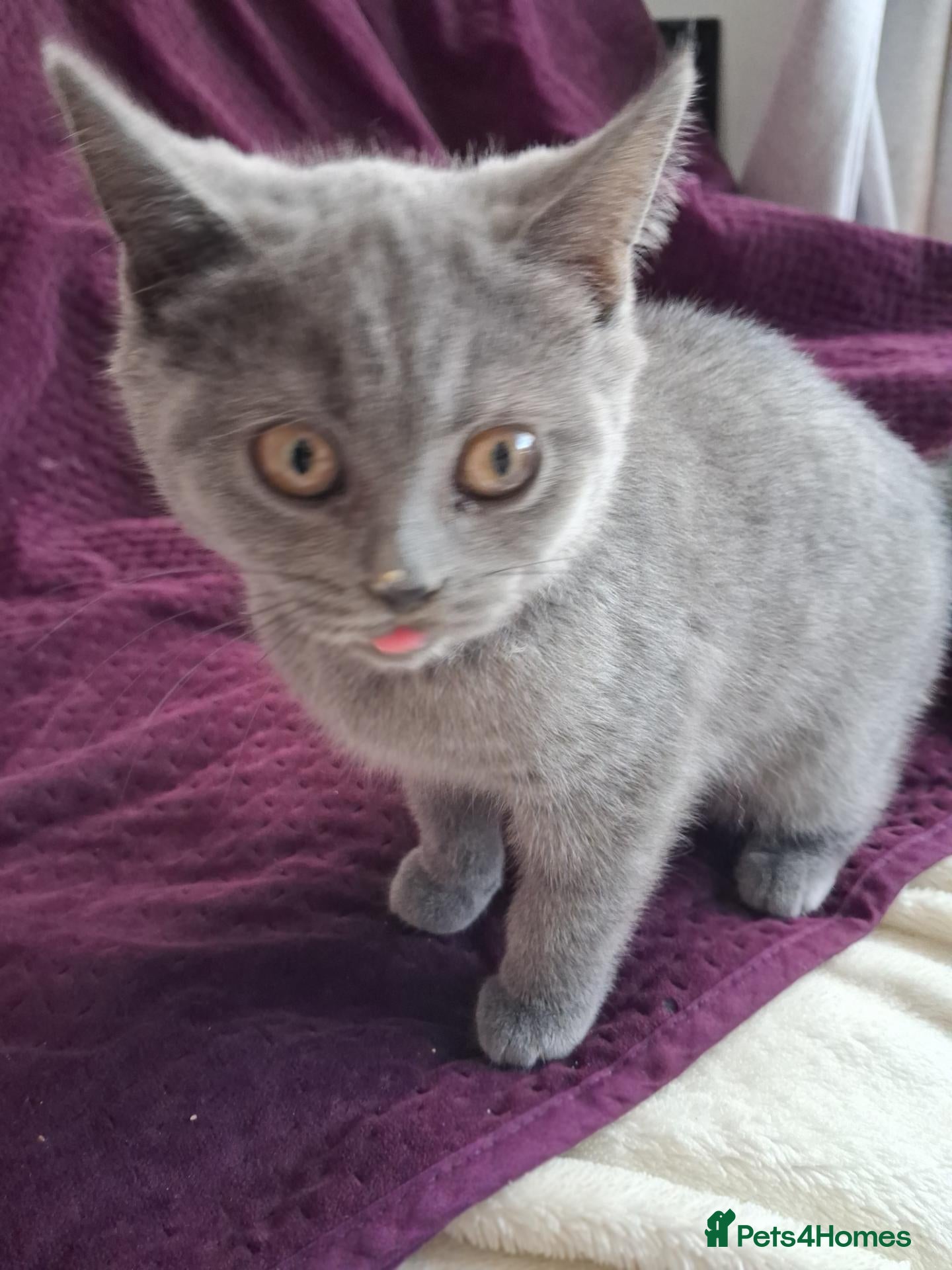 British Shorthair cats Beautiful British short-hair blue - Advert 13