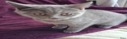 British Shorthair cats for sale: Beautiful British short-hair blue - Advert 1