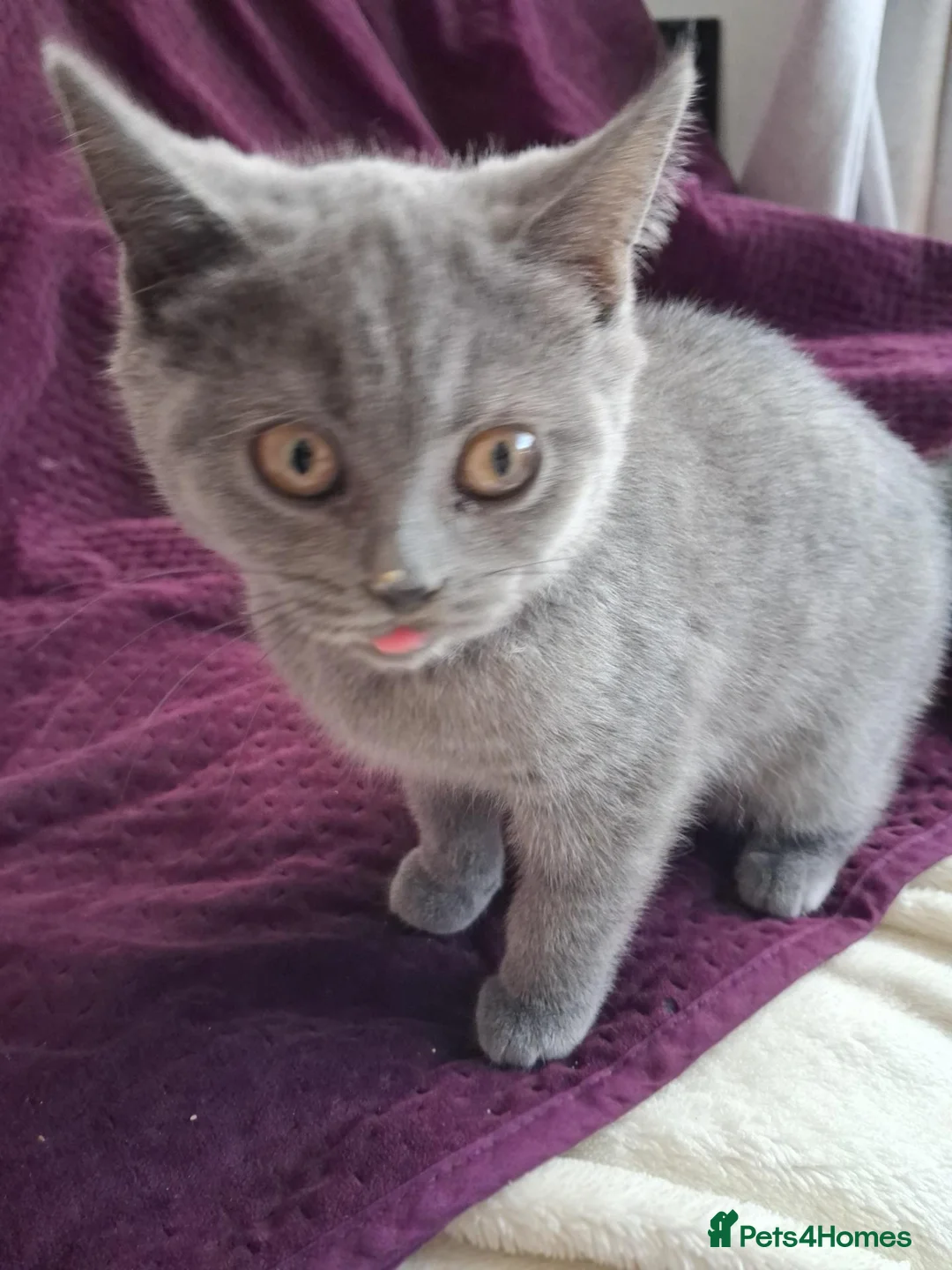 British Shorthair cats for sale: Beautiful British short-hair blue - Advert 1