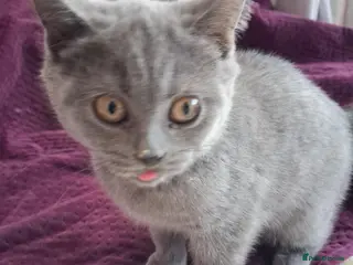 British Shorthair cats Beautiful British short-hair blue - Advert 1
