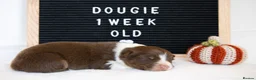 Australian Shepherd dogs for sale: KC registered Australian shepherd  - Advert 21