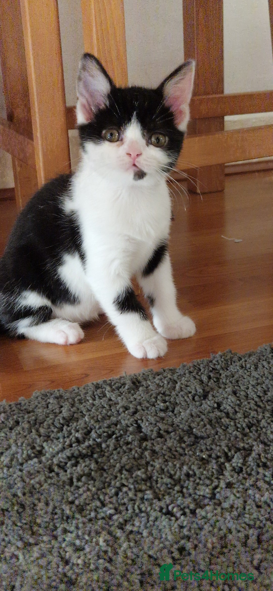 British Shorthair cats for sale: British shorthair mix looking for new home - Advert 11